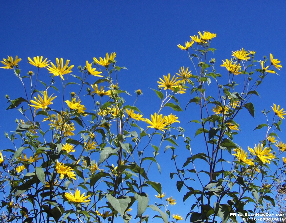 01115c - Photo Expedition - Yellow Flowers